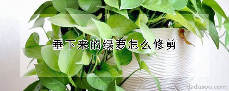 垂下来的绿萝怎么修剪
