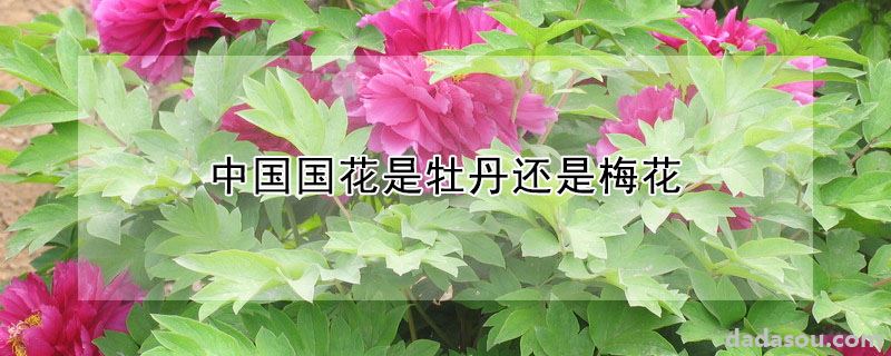 中国国花是牡丹还是梅花