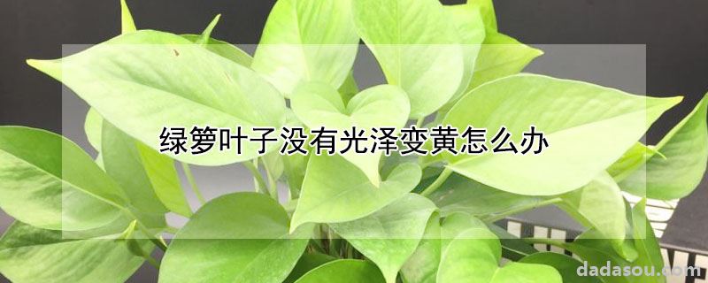 绿箩叶子没有光泽变黄怎么办