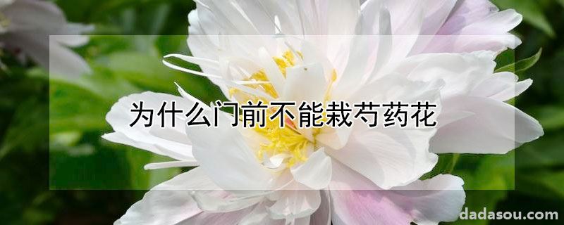 为什么门前不能栽芍药花