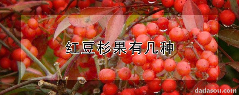 红豆杉果有几种