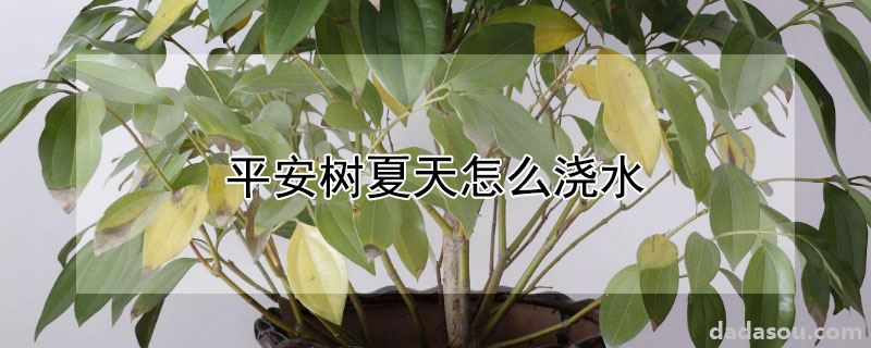 平安树夏天怎么浇水