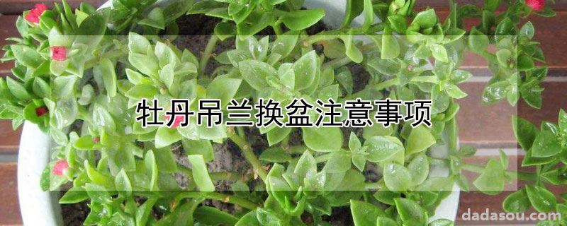 牡丹吊兰换盆注意事项