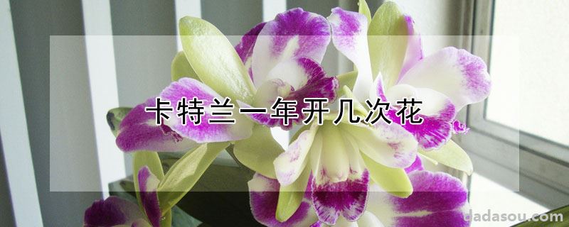 卡特兰一年开几次花