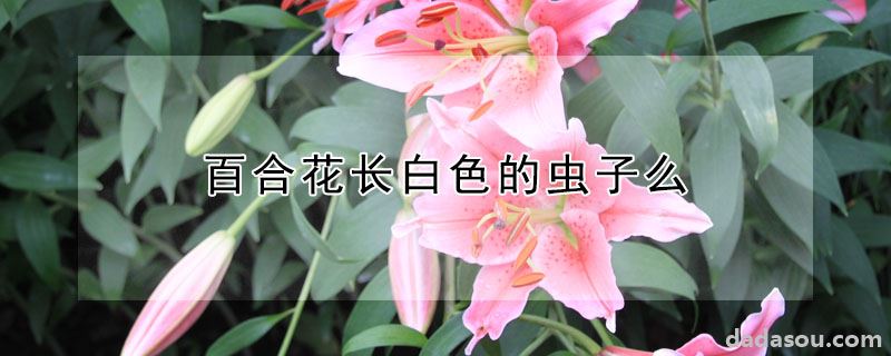 百合花长白色的虫子么