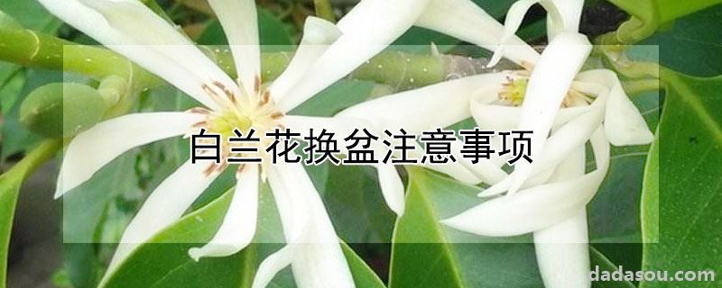 白兰花换盆注意事项