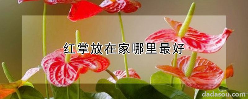 红掌放在家哪里最好