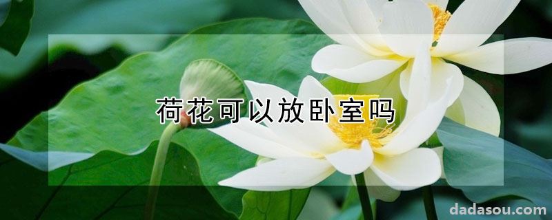 荷花可以放卧室吗