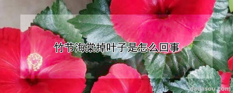 竹节海棠掉叶子是怎么回事