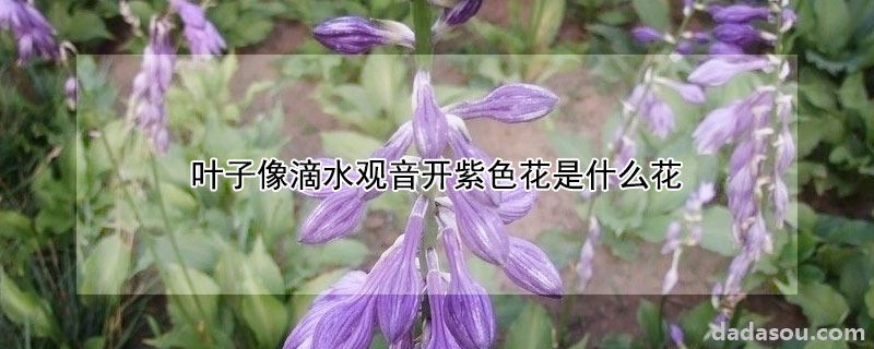 叶子像滴水观音开紫色花是什么花