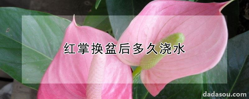 红掌换盆后多久浇水