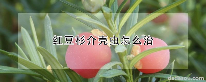 红豆杉介壳虫怎么治