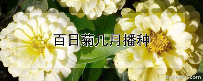 百日菊几月播种