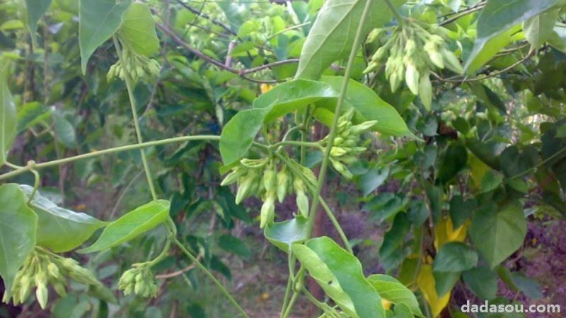 食用夜香花的种植