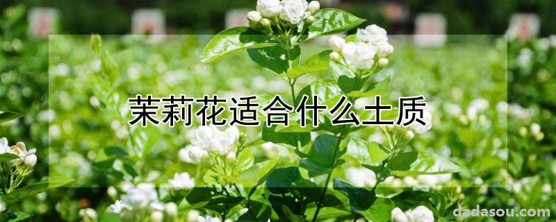 茉莉花适合什么土质