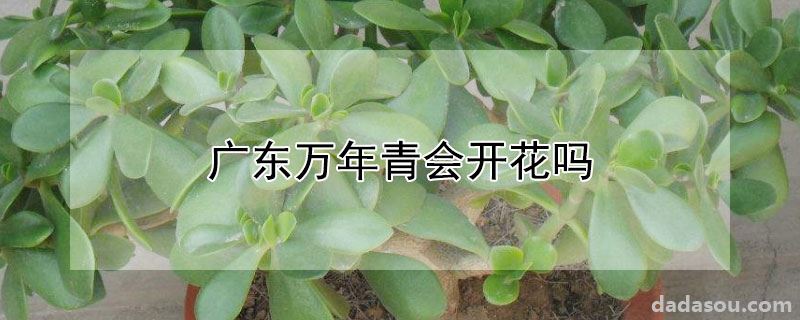 广东万年青会开花吗