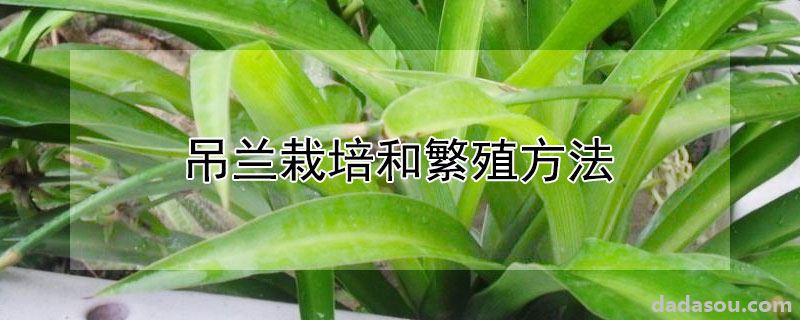 吊兰栽培和繁殖方法