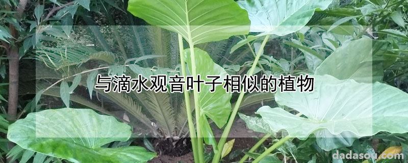 与滴水观音叶子相似的植物