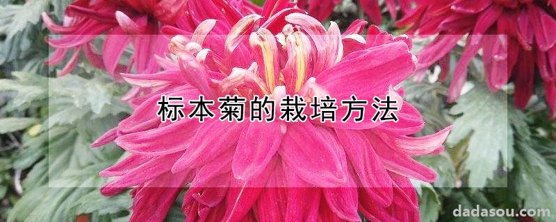 标本菊的栽培方法