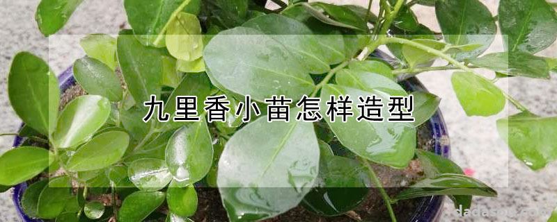 九里香小苗怎样造型