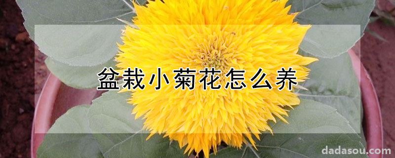 盆栽小菊花怎么养