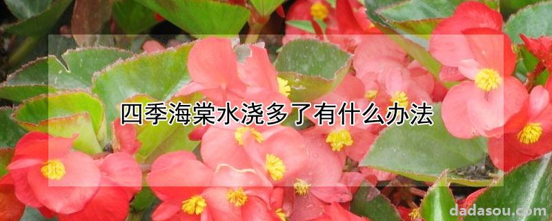 四季海棠水浇多了有什么办法