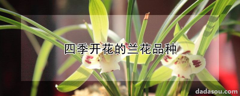 四季开花的兰花品种