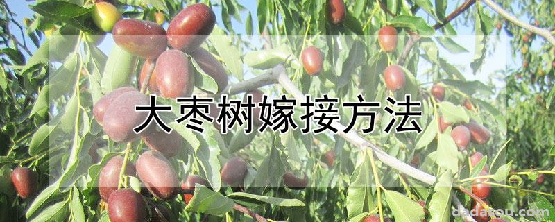 大枣树嫁接方法