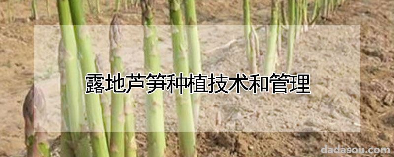 露地芦笋种植技术和管理