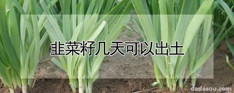 韭菜籽几天可以出土