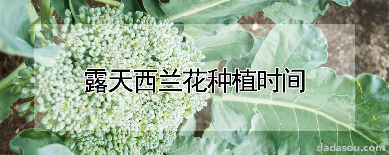 露天西兰花种植时间