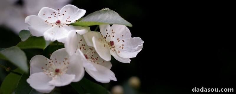 木香花怎么牵引
