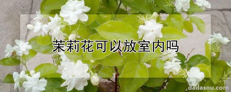 茉莉花可以放室内吗