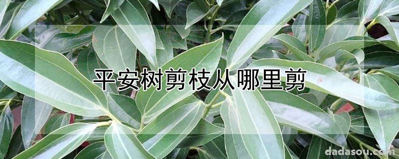 平安树剪枝从哪里剪