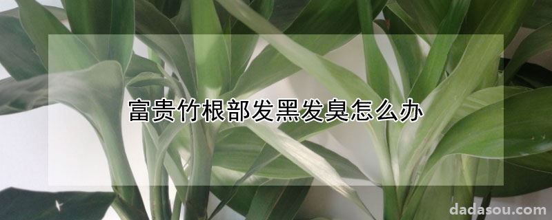 富贵竹根部发黑发臭怎么办