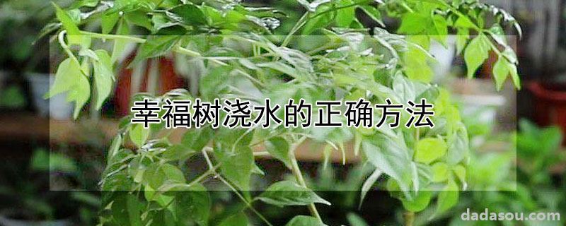 幸福树浇水的正确方法