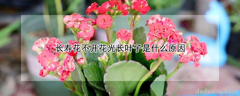 长寿花为什么不开花光长叶子（长寿花不开花光长叶子是什么原因）