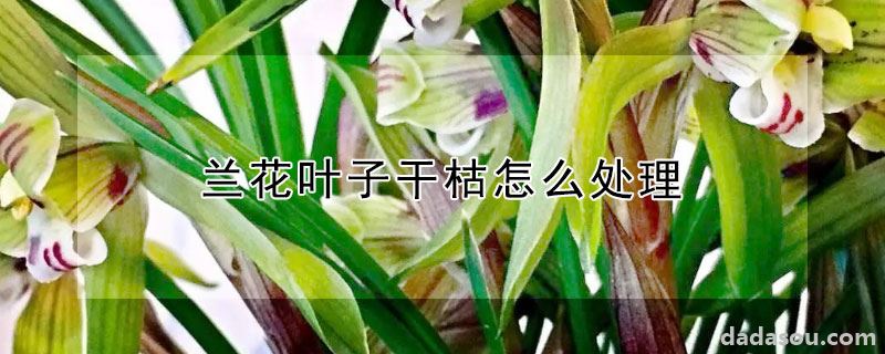 兰花叶子干枯怎么处理