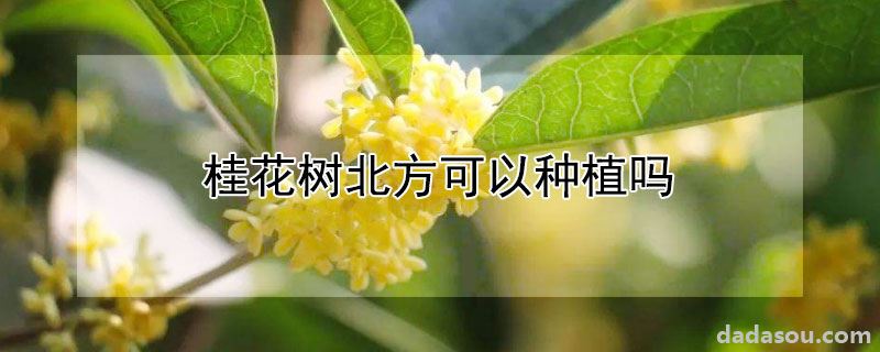 桂花树北方可以种植吗