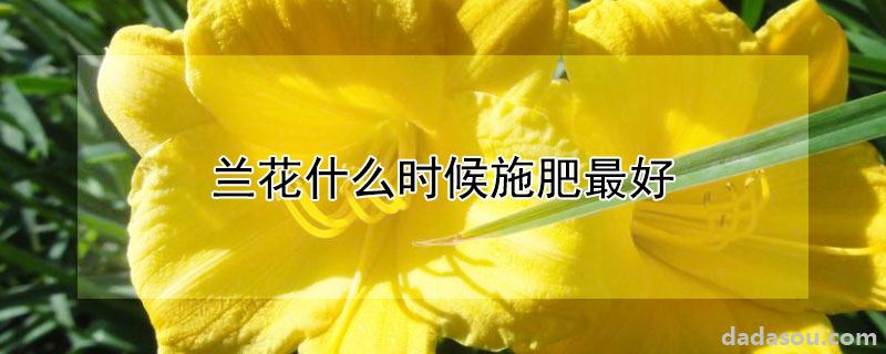 兰花什么时候施肥最好