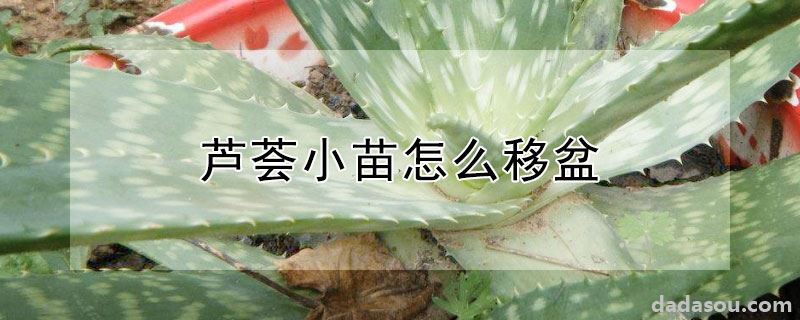 芦荟小苗怎么移盆