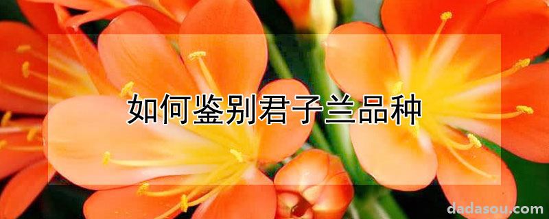如何鉴别君子兰品种