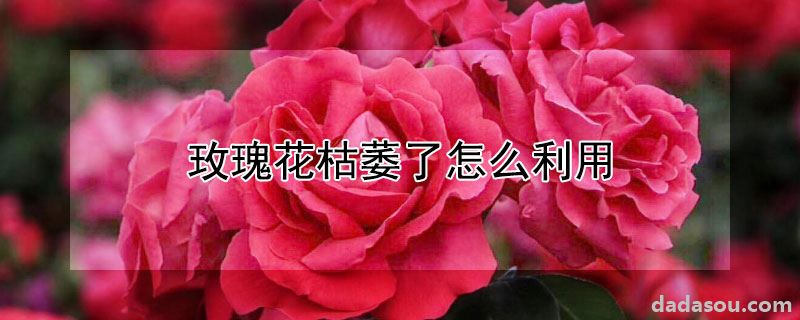 玫瑰花枯萎了怎么利用