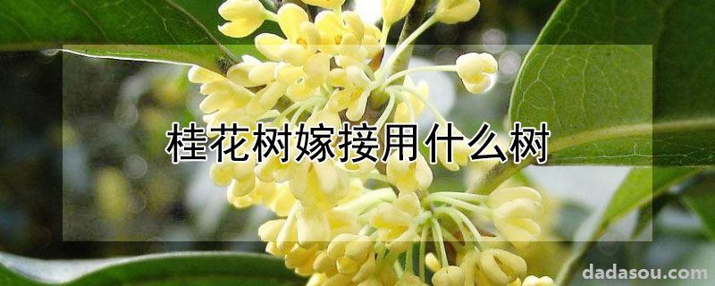 桂花树嫁接用什么树