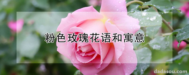 粉色玫瑰花语和寓意