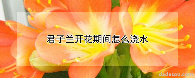 君子兰开花期间怎么浇水