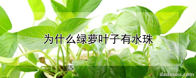 绿萝叶子上有水珠的原因（为什么绿萝叶子有水珠）