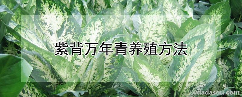 紫背万年青养殖方法