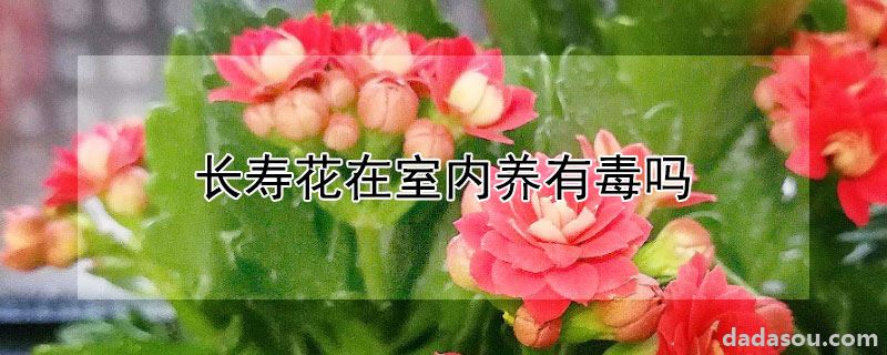 长寿花在室内养有毒吗