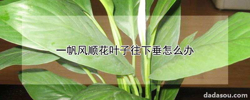 一帆风顺花叶子往下垂怎么办